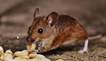 24 Hour & Emergency Exterminators in Portage, WI
